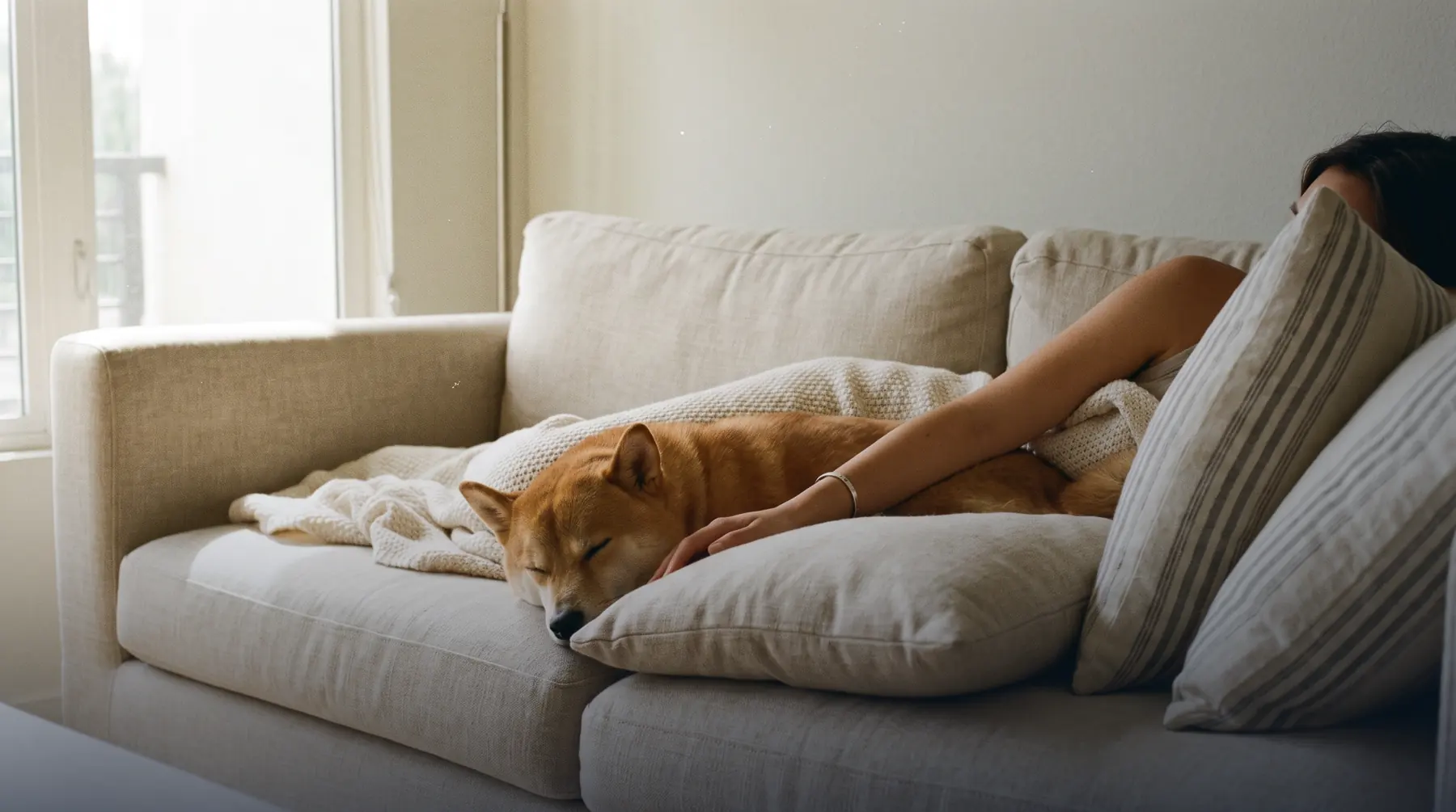 A shiba inu asleep on a clean beige sofa, its owner's hand resting on its back
